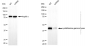 KD-Validated Anti-Cystathionine Gamma-Lyase Mouse Monoclonal Antibody